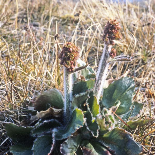 Micranthes hieraciifolia Svalbard Ny-Ålesund E. Fremstad 1981 1